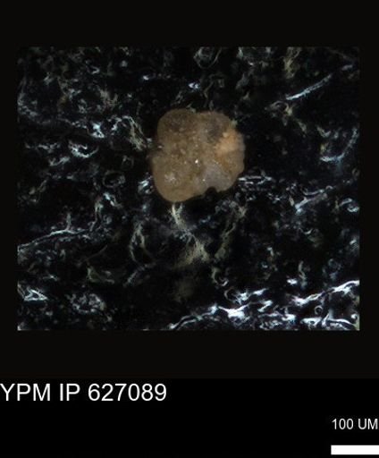 undet. Foraminiferida