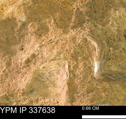 undet. Mollusca