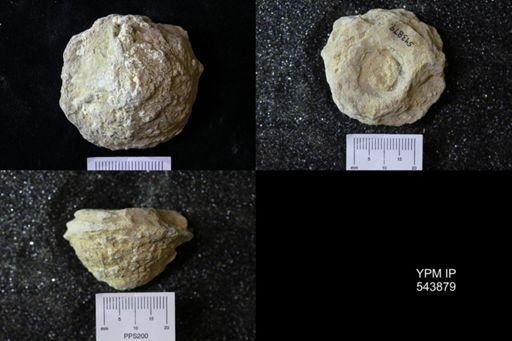undet. Ichnofossil