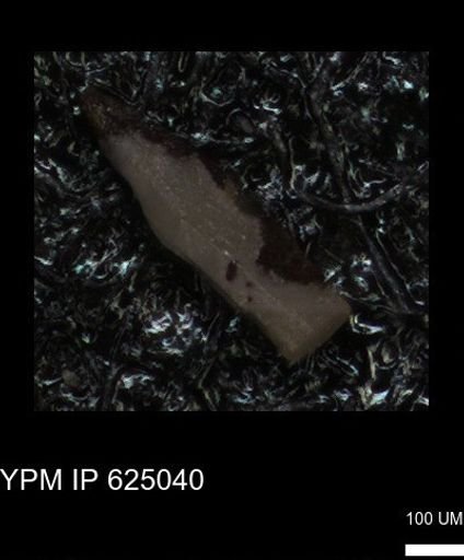 undet. Echinoidea