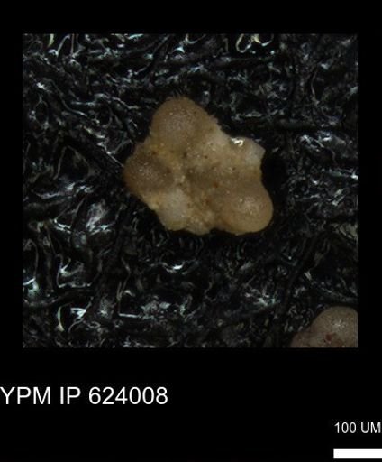 undet. Foraminiferida