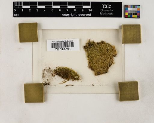 Plantae