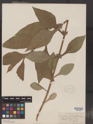 Triosteum aurantiacum