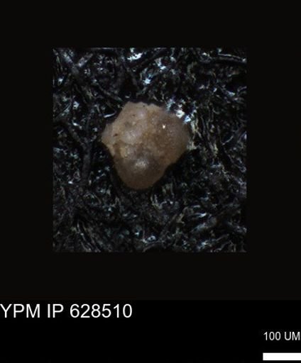 undet. Foraminiferida
