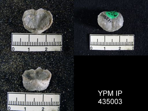 Marginifera typica