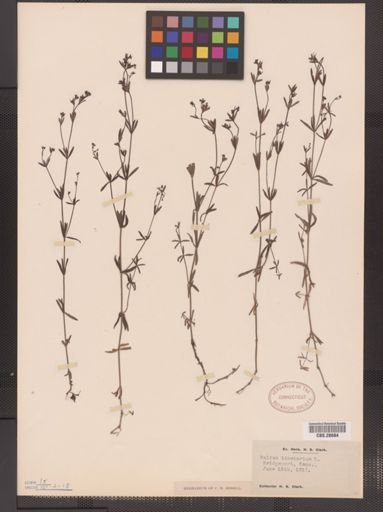 Galium tinctorium