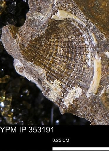 Parallelodon?