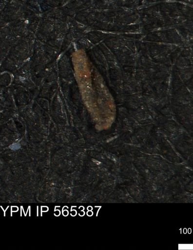 Miliammina manitobensis