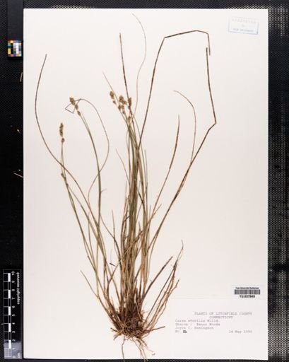 Carex sterilis