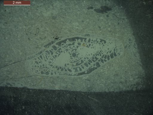 Schwagerina dispansa