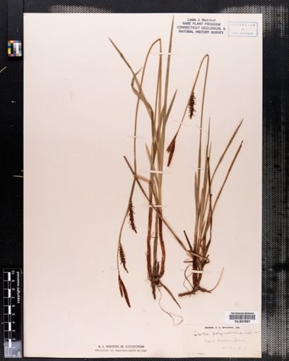Carex polymorpha