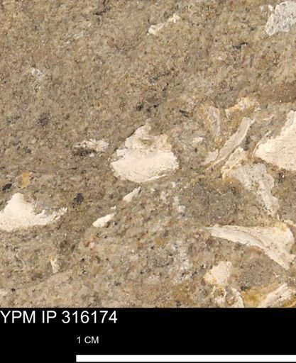 undet. Mollusca