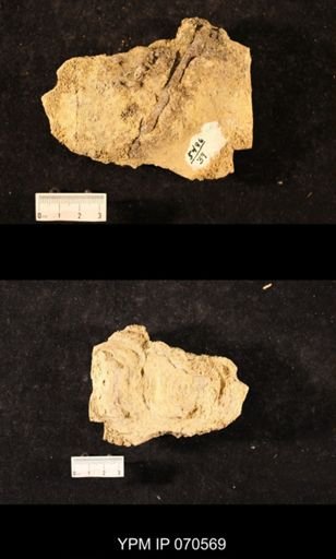 Favosites louisvillensis