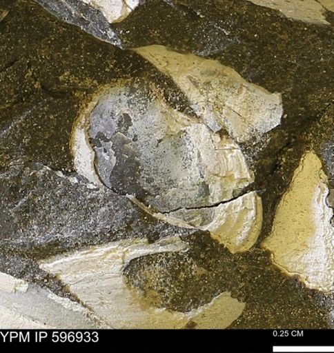 undet. Bivalvia