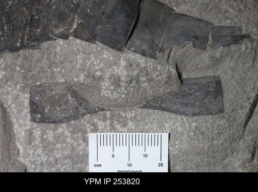 Eurypterida