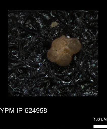 undet. Foraminiferida