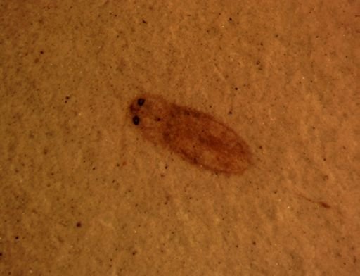 undet. Coleoptera