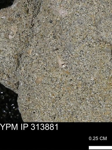undet. Scaphopoda
