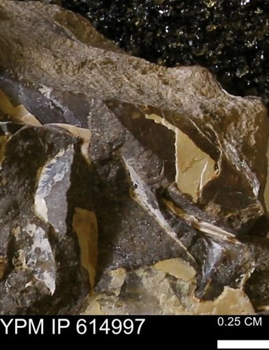 undet. Mollusca