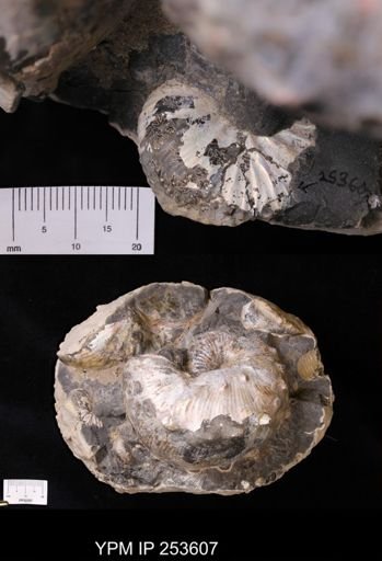Scaphitidae