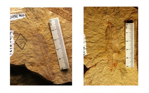 Rhus miosuccedanea