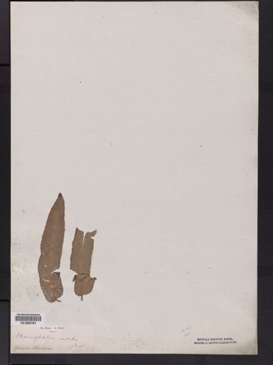 Phanerophlebia