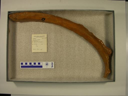 Mylodon harlani