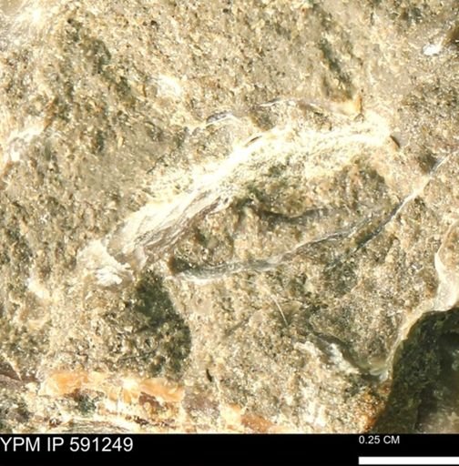 Ostreidae
