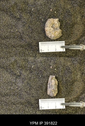 Scaphites whitfieldi
