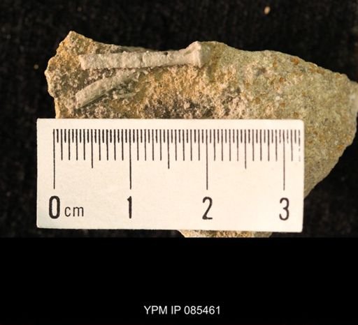 Archaeocidaris sp.