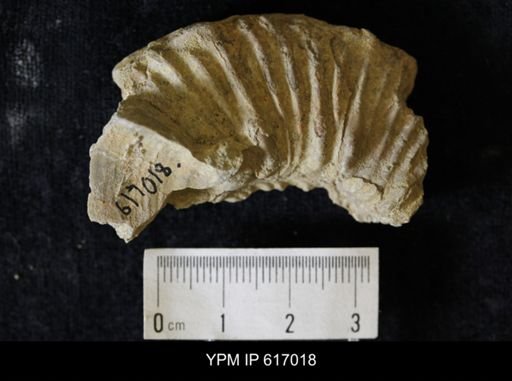 Prionocyclus sp.