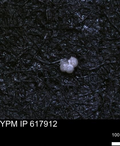 undet. Rugoglobigerinidae