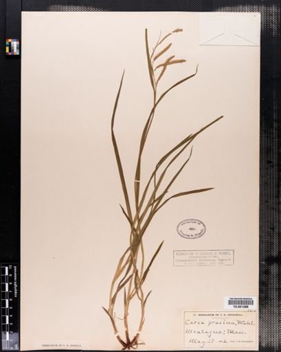 Carex prasina