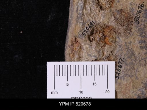 undet. Stylophora