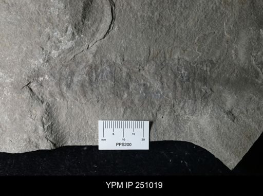 undet. Nautiloidea