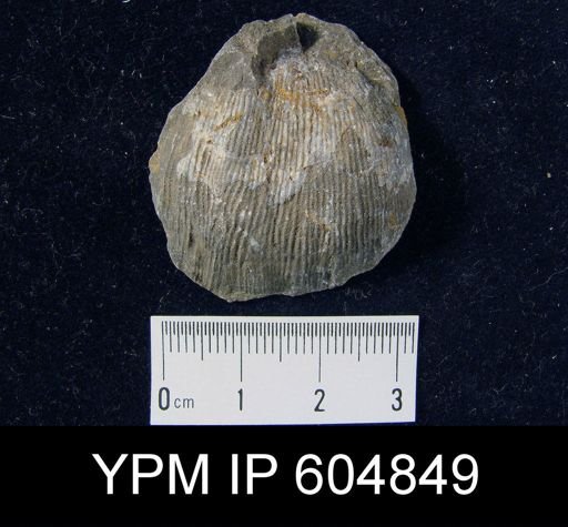 Linoproductus?