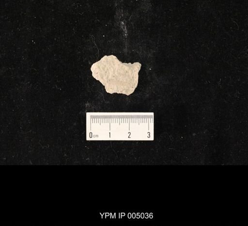Protohymen permianus
