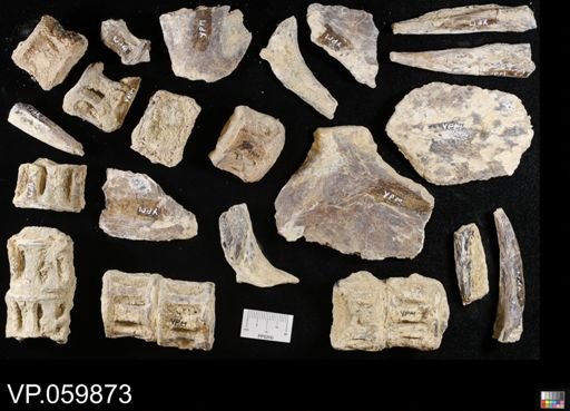 undet. Actinopterygii
