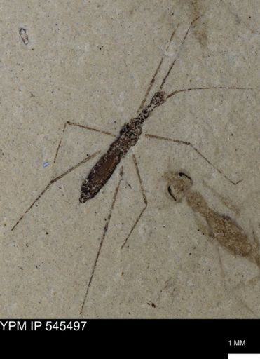 undet. Hydrometridae