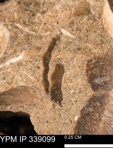 undet. Bivalvia