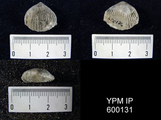 undet. Rhynchonellida