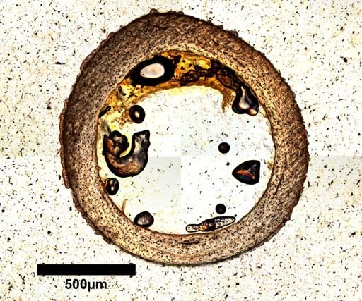 Dipsosaurus dorsalis