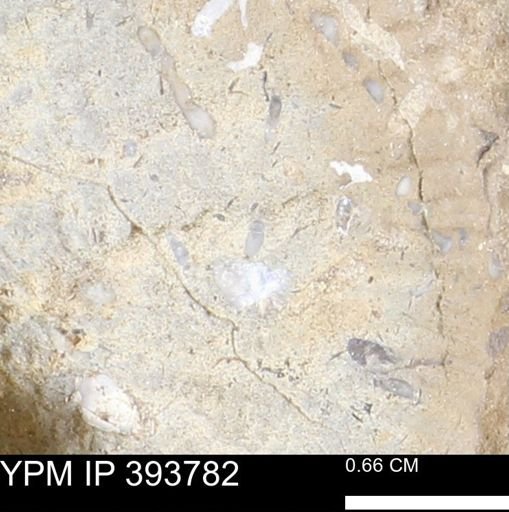 undet. Serpulidae