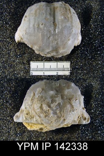 Productus (Dictyoclostus) indicus