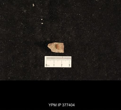 Bellerophon sp.