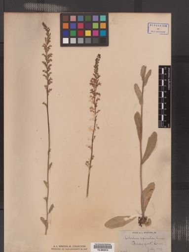 Lobelia spicata