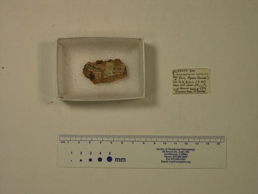 Archaeohyrax suniensis