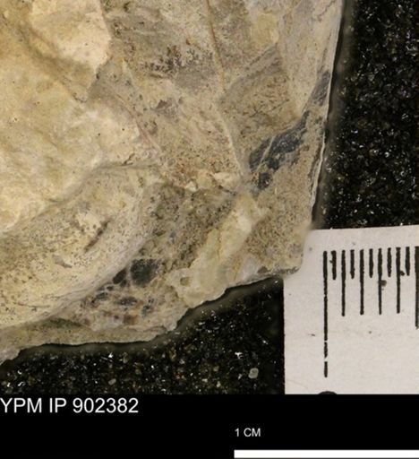 Baculites