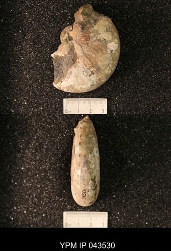Hoploscaphites nicolletii