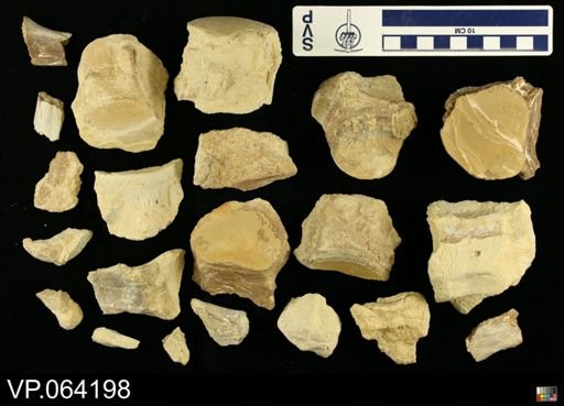 undet. Mosasauridae
